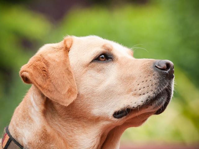 A close-up of a yellow dog in front of a green plant background